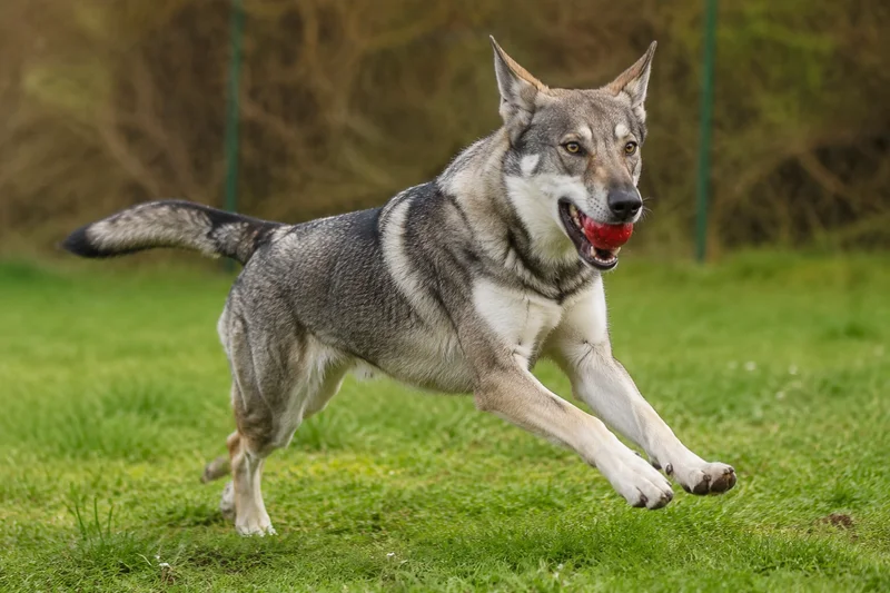 Saarloos Wolfdog — playing