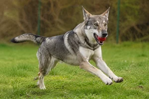 Saarloos Wolfdog — playing