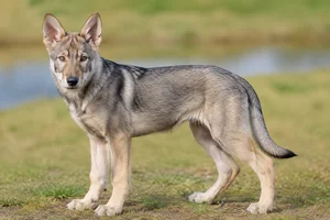 Saarloos Wolfdog — puppy (~4 mo)