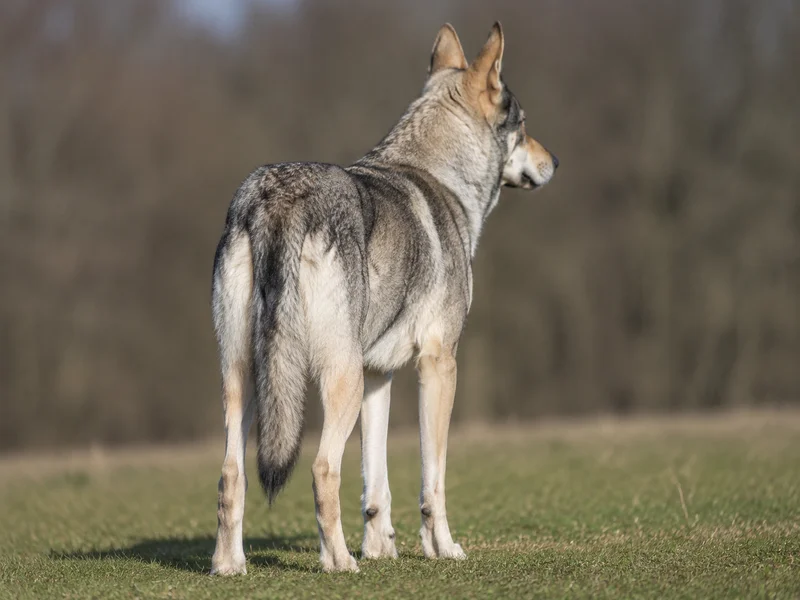 Saarloos Wolfdog — rear