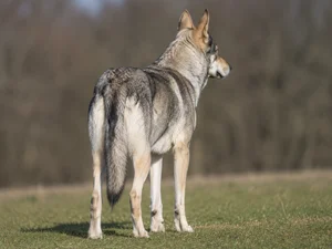 Saarloos Wolfdog — rear