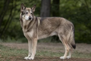 Saarloos Wolfdog — senior