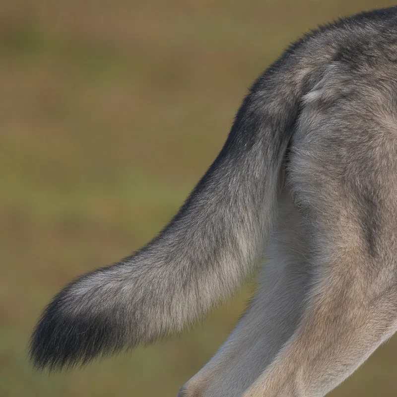 Saarloos Wolfdog — tail