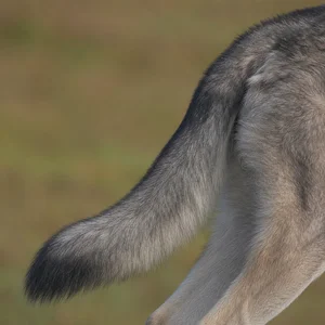 Saarloos Wolfdog — tail