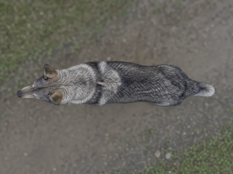 Saarloos Wolfdog — top