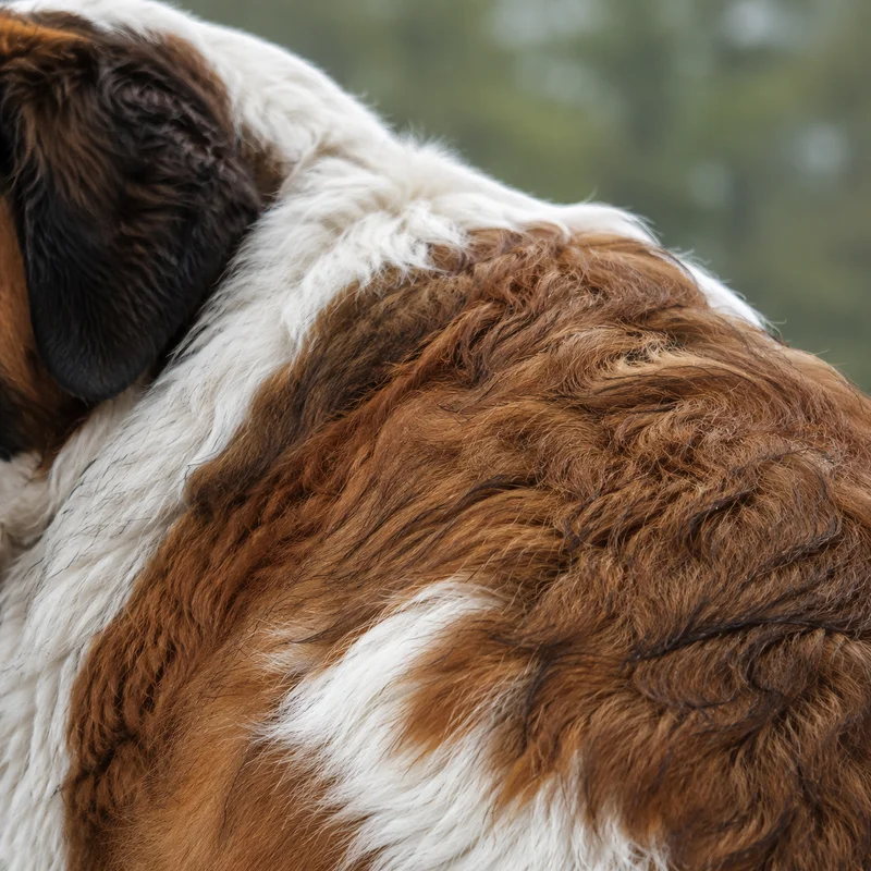 Saint Bernard — coat texture