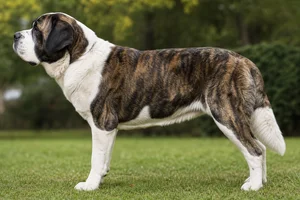 Saint Bernard — Brindle with white coat