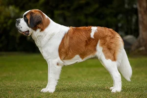 Saint Bernard — White with red coat