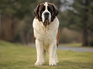 Saint Bernard — front