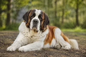 Saint Bernard — lying down