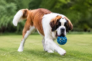 Saint Bernard — playing