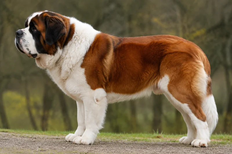 Saint Bernard — side