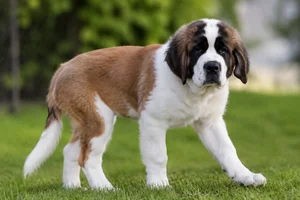 Saint Bernard — puppy (~4 mo)