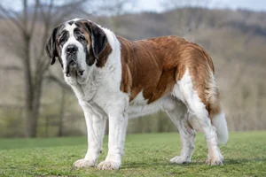 Saint Bernard — senior