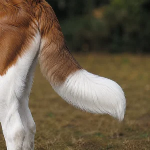 Saint Bernard — tail