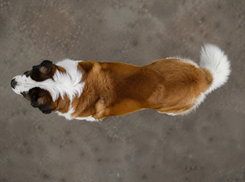 Saint Bernard — top