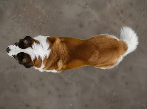 Saint Bernard — top