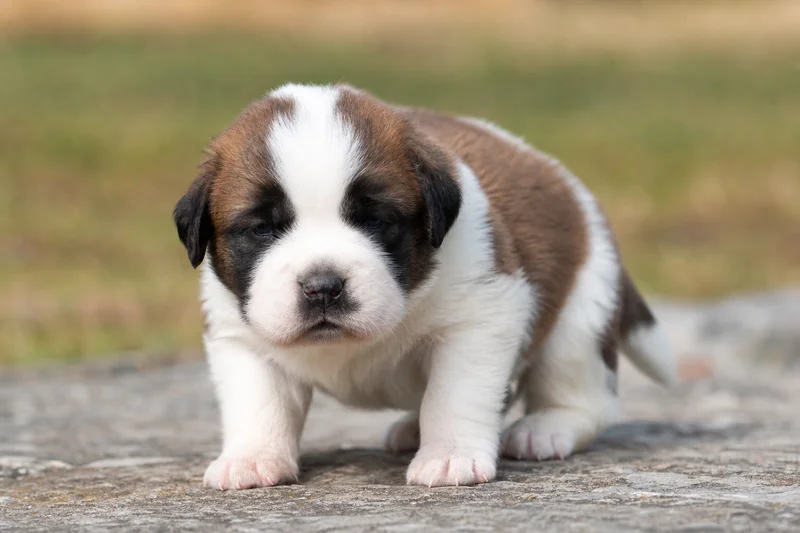 Saint Bernard — young puppy (~1 mo)