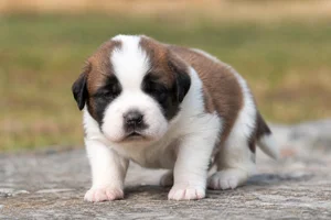 Saint Bernard — young puppy (~1 mo)