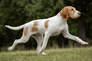 Saint Germain Pointer — running
