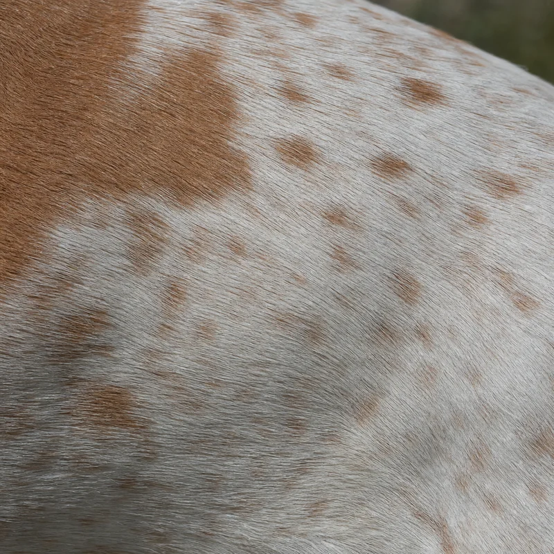 Saint Germain Pointer — coat texture