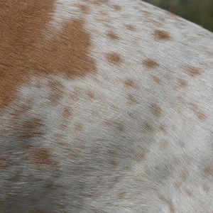 Saint Germain Pointer — coat texture