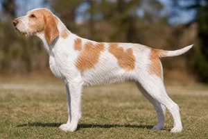 Saint Germain Pointer — White and orange coat