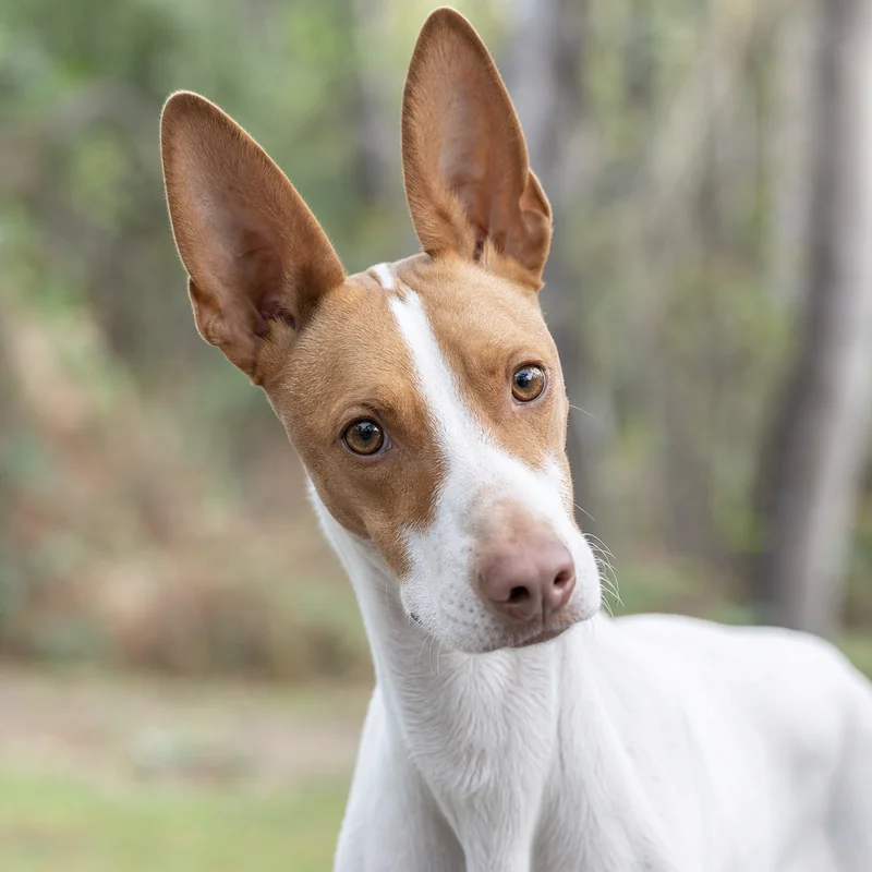 Saint Germain Pointer — alert