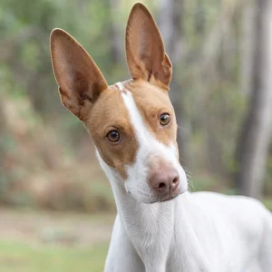 Saint Germain Pointer — alert
