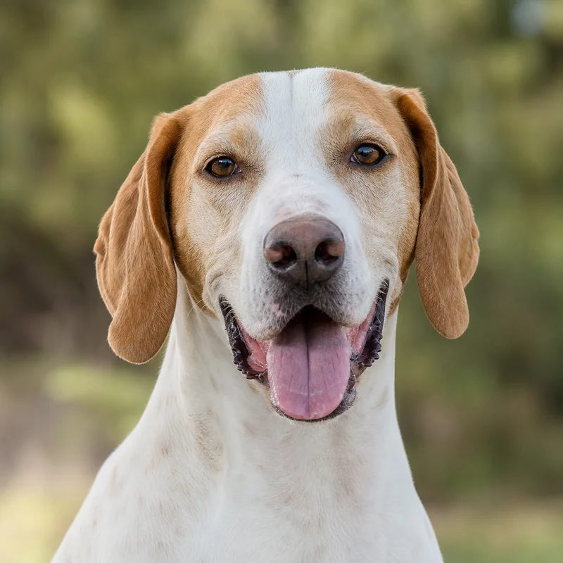 Saint Germain Pointer — happy