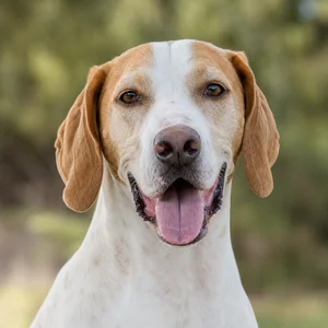 Saint Germain Pointer — happy
