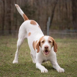 Saint Germain Pointer — playful