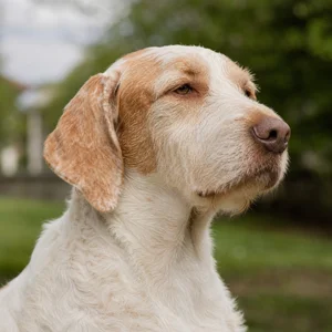 Saint Germain Pointer — relaxed