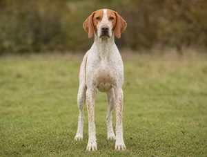 Saint Germain Pointer — front