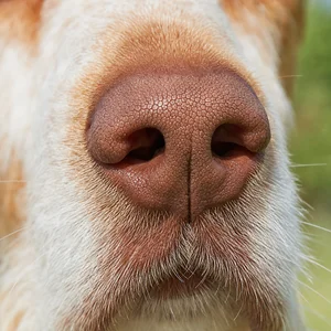 Saint Germain Pointer — nose