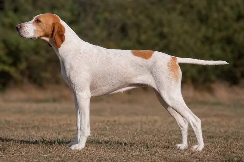 Saint Germain Pointer — side
