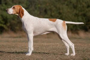 Saint Germain Pointer dog