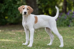 Saint Germain Pointer — puppy (~4 mo)