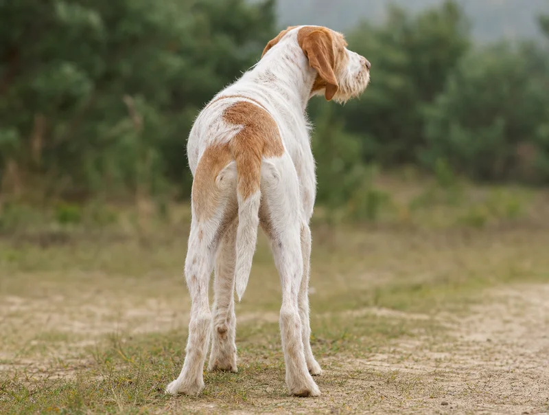 Saint Germain Pointer — rear