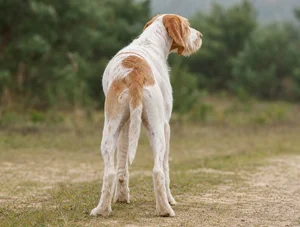 Saint Germain Pointer — rear