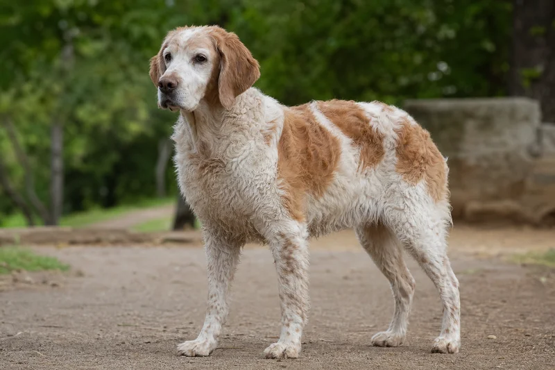 Saint Germain Pointer — senior
