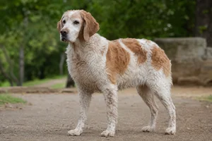 Saint Germain Pointer — senior