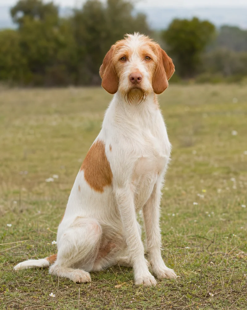 Saint Germain Pointer — sitting