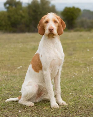 Saint Germain Pointer — sitting