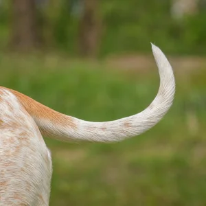 Saint Germain Pointer — tail