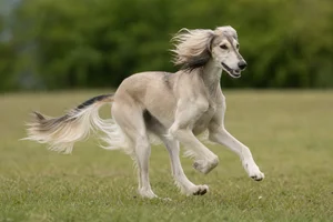 Saluki — running