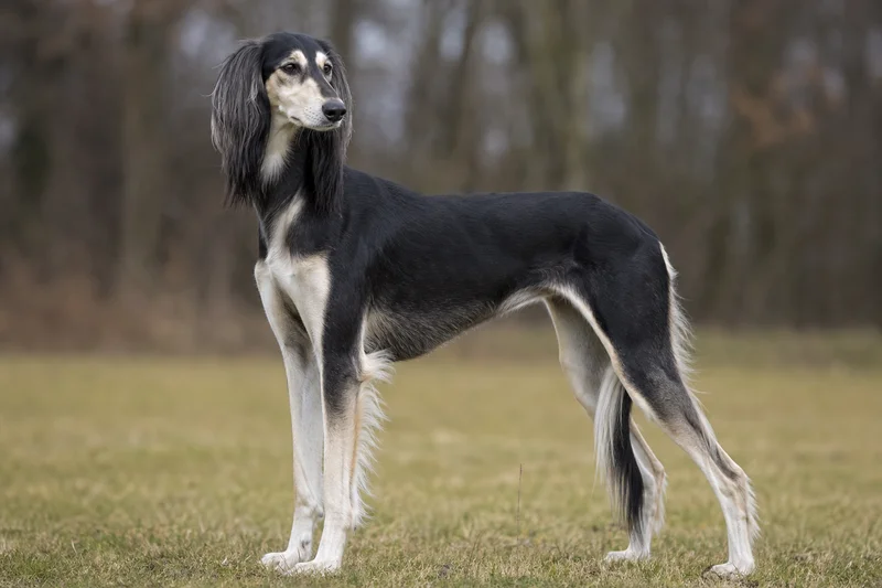 Saluki — adult
