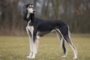 Saluki — adult