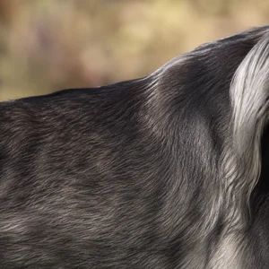 Saluki — coat texture