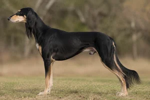 Saluki — Black and Tan coat